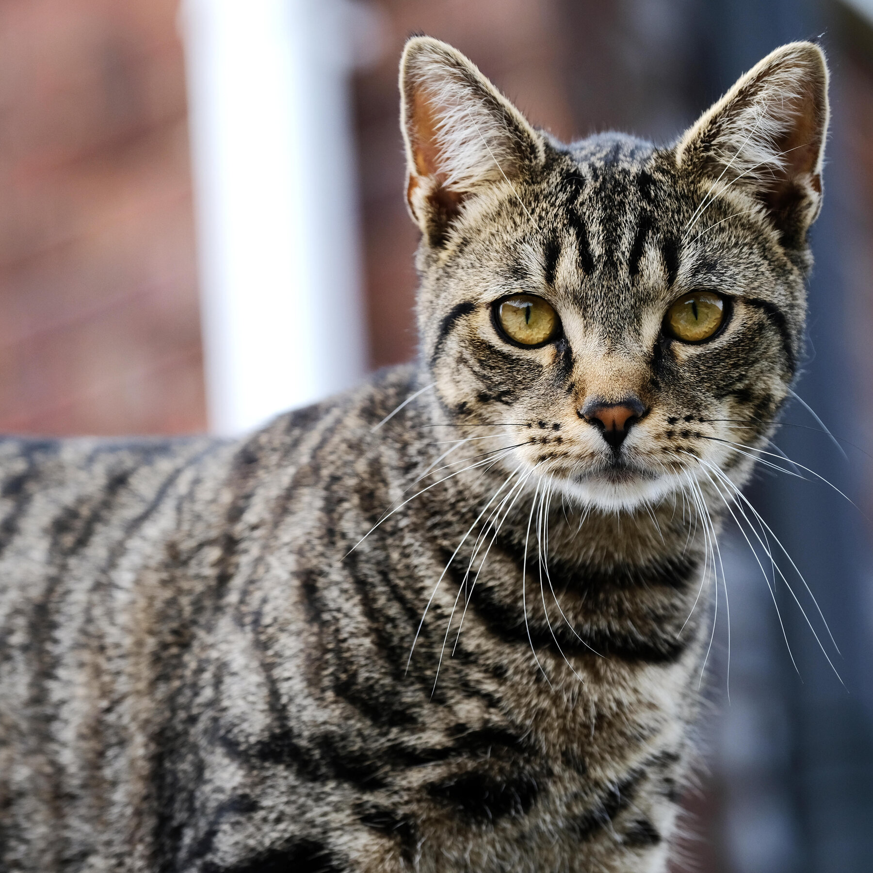 07CAT-STRIPES-mediumSquareAt3X-v2